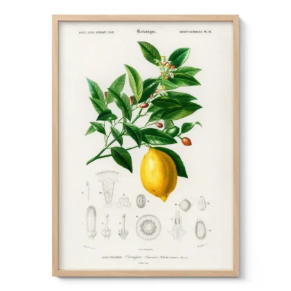 Vintage Lemon Print – Botanical Illustration Poster