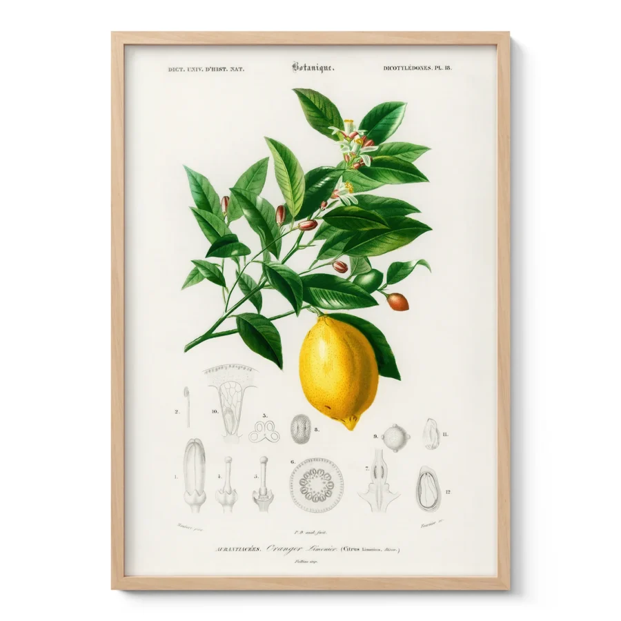 Vintage Lemon Print – Botanical Illustration Poster