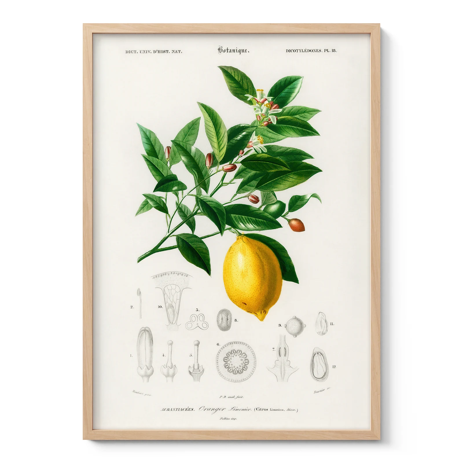 Vintage Lemon Print – Botanical Illustration Poster