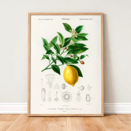 Vintage Lemon Print – Botanical Illustration Poster