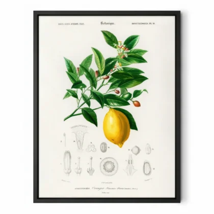 Vintage Lemon Print – Botanical Illustration Poster