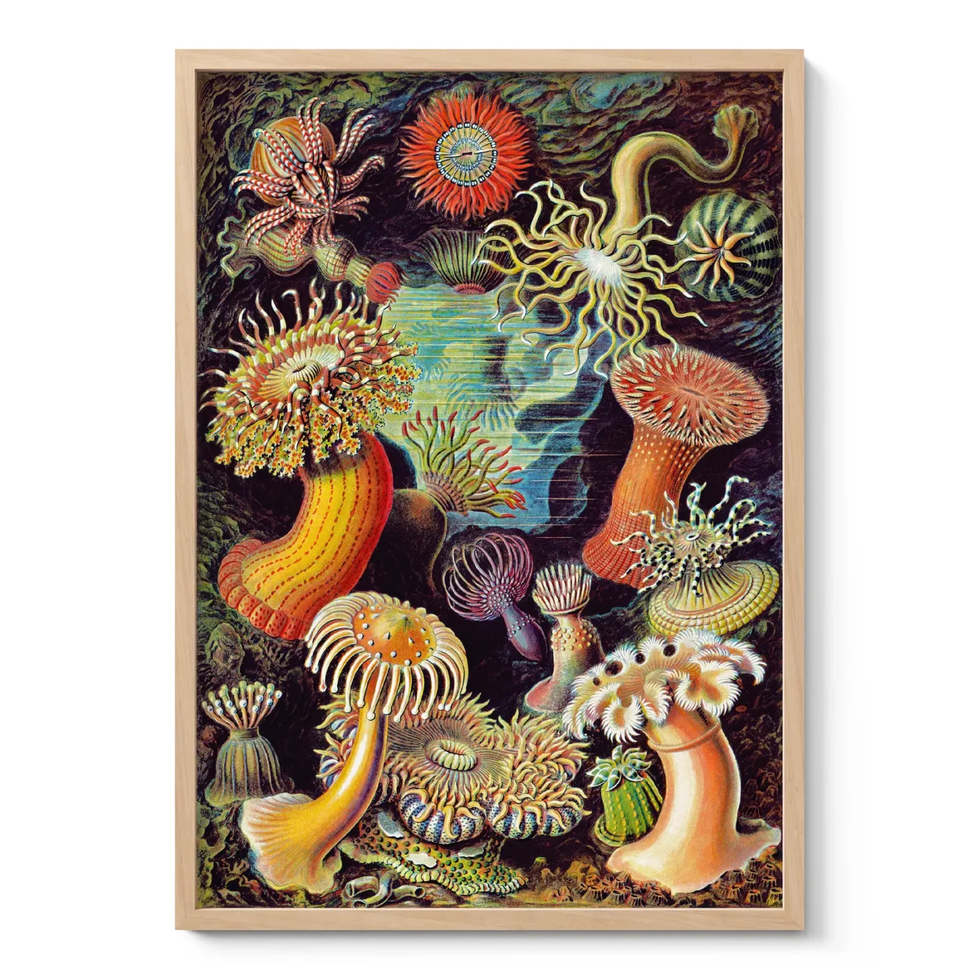 Anemones Wall Art by Ernst Haeckel