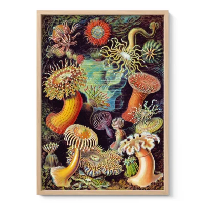 Jūrų anemonės – Ernst Haeckel paveikslas
