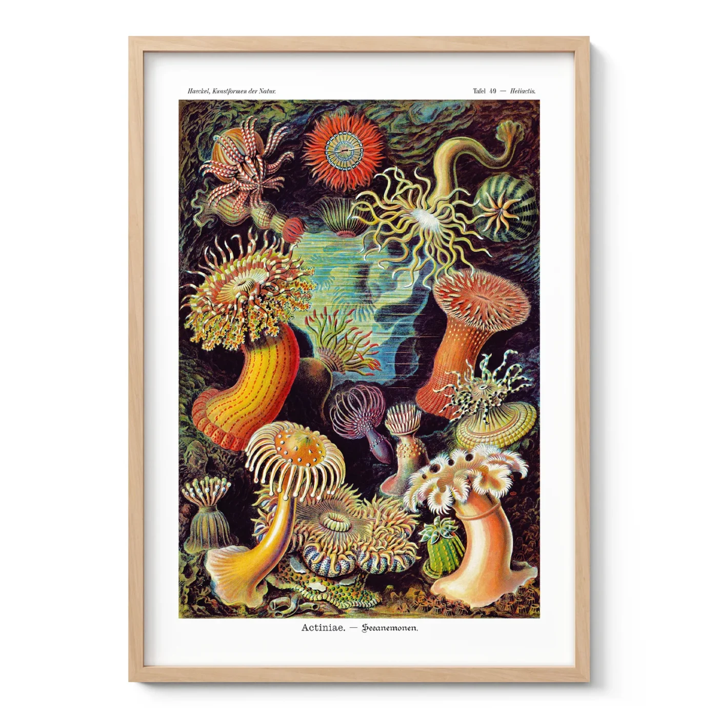 Actinia Anemones Wall Art by Ernst Haeckel