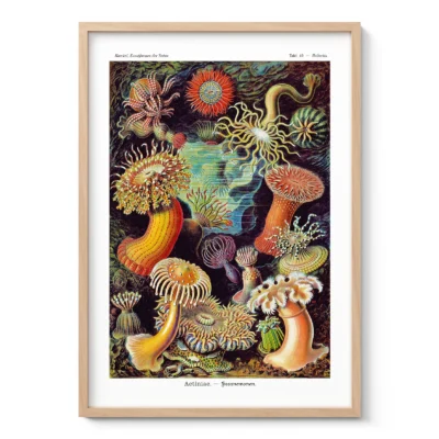 Jūrų anemonės (Actinia) – Ernst Haeckel paveikslas