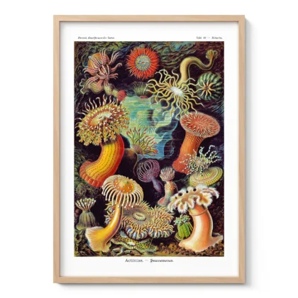 Actinia Anemones Wall Art by Ernst Haeckel