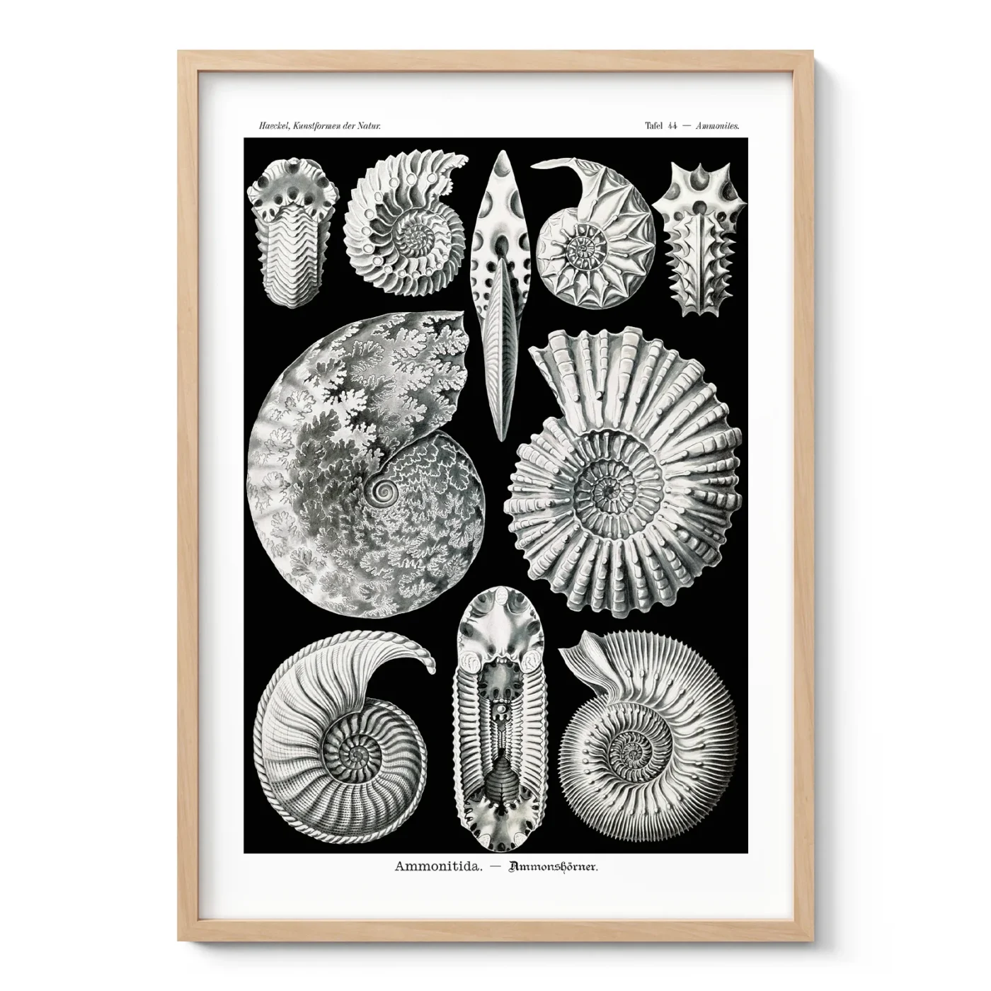 Ammonitida Wall Art by Ernst Haeckel
