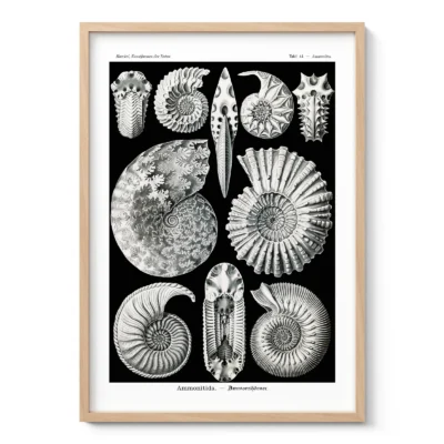 Ammoniten (Ammonitida) – Ernst Haeckel Wandbild