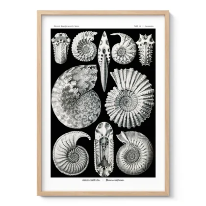 Ammonitida Wall Art by Ernst Haeckel