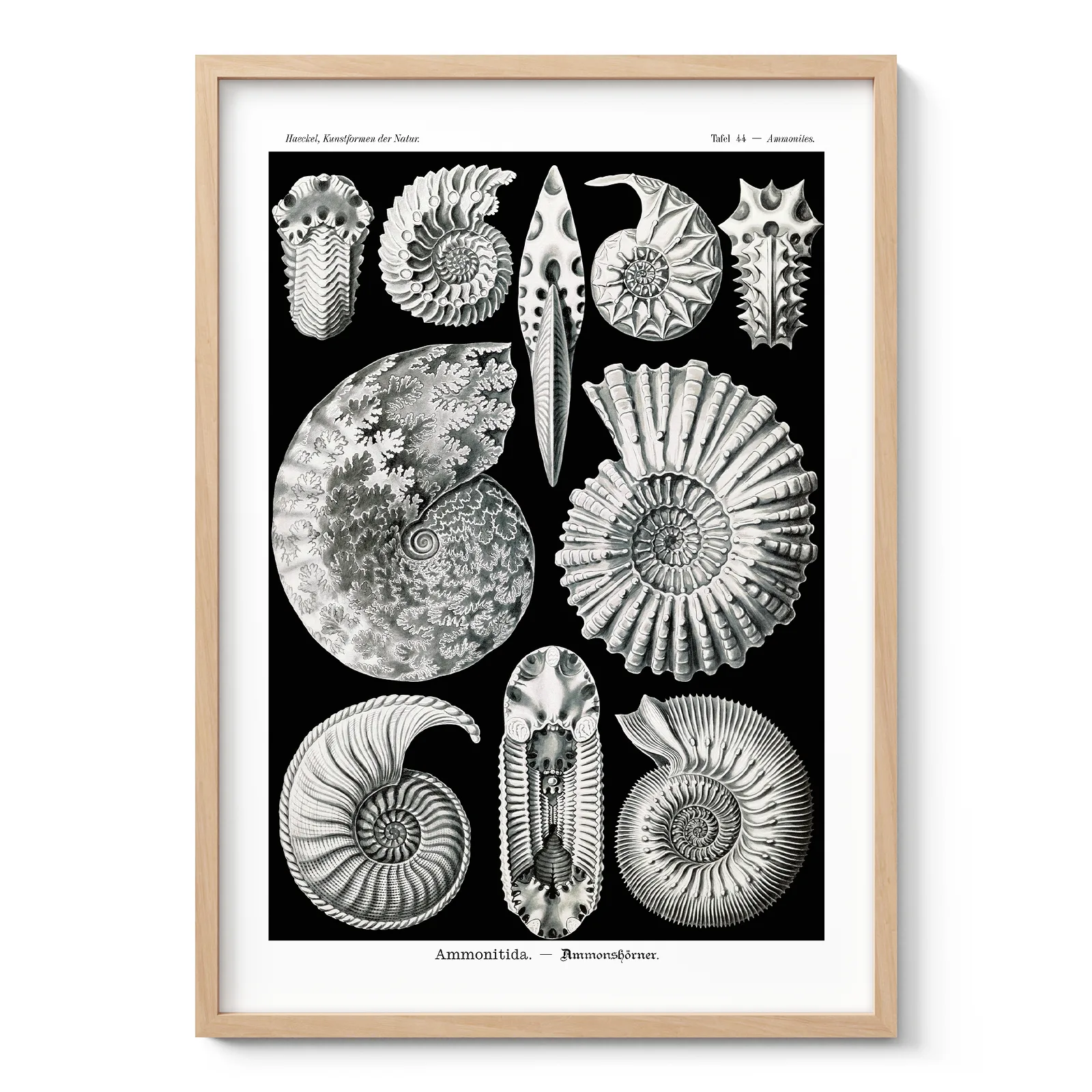 Ammonitida Wall Art by Ernst Haeckel