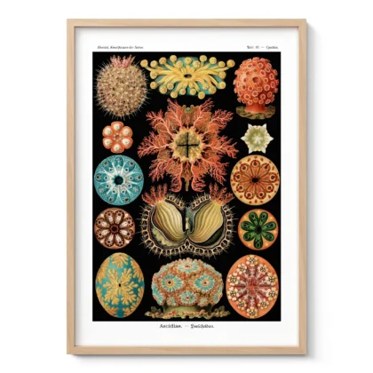 Ascidiae Wall Art by Ernst Haeckel