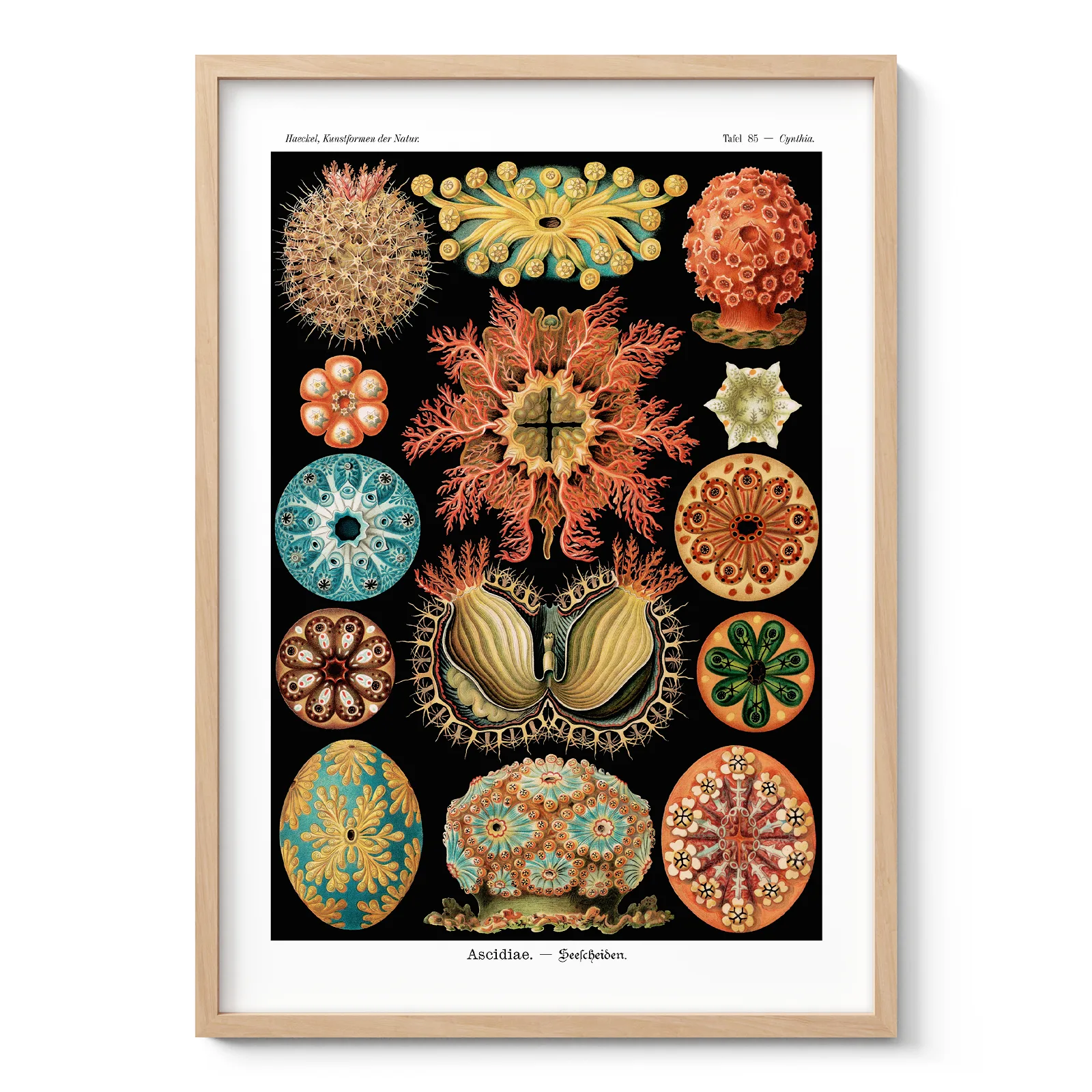 Ascidiae Wall Art by Ernst Haeckel
