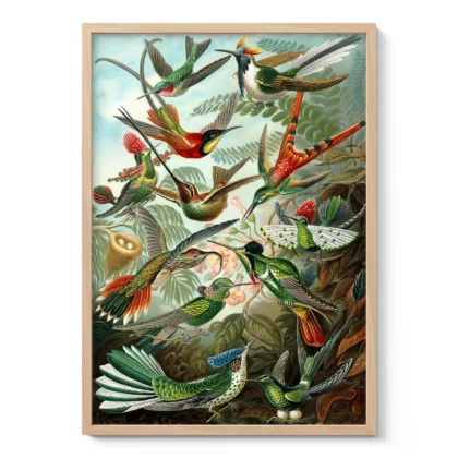 Birds of Paradise Wall Art by Ernst Haeckel