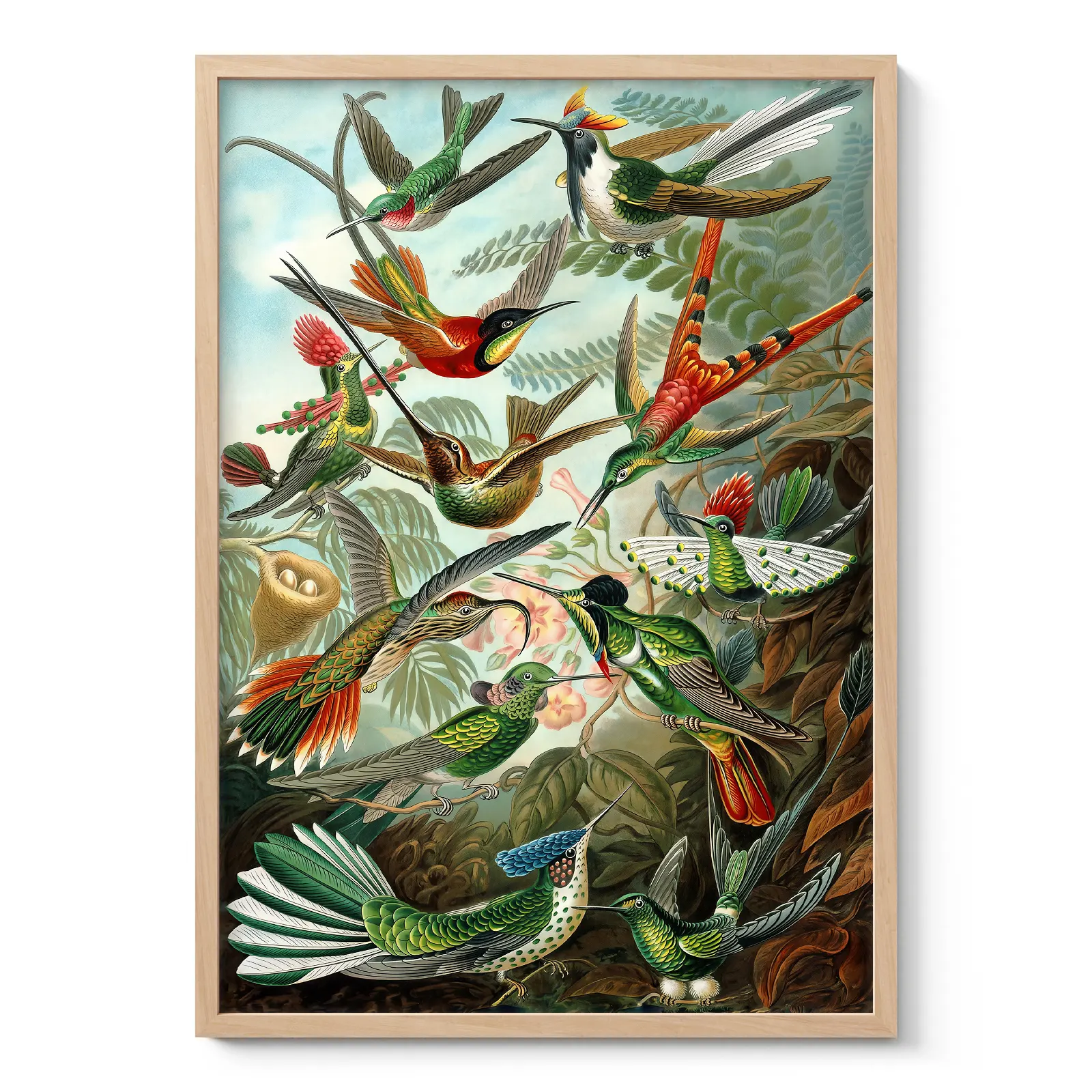 Birds of Paradise Wall Art by Ernst Haeckel