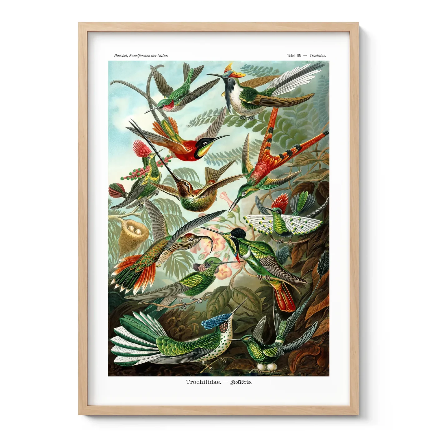 Vintage Birds Wall Art by Ernst Haeckel