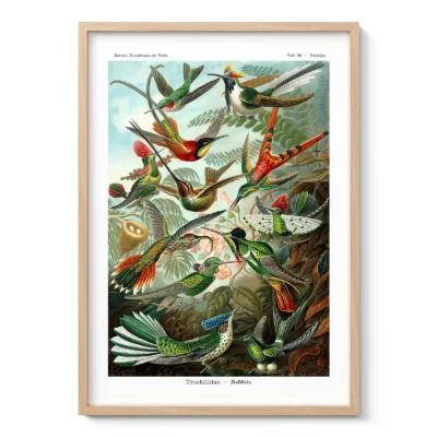 Vintage Birds Wall Art by Ernst Haeckel
