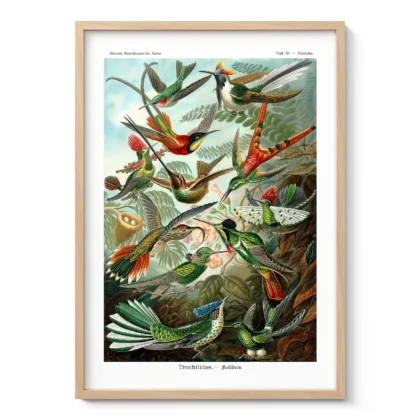Vintage Birds Wall Art by Ernst Haeckel