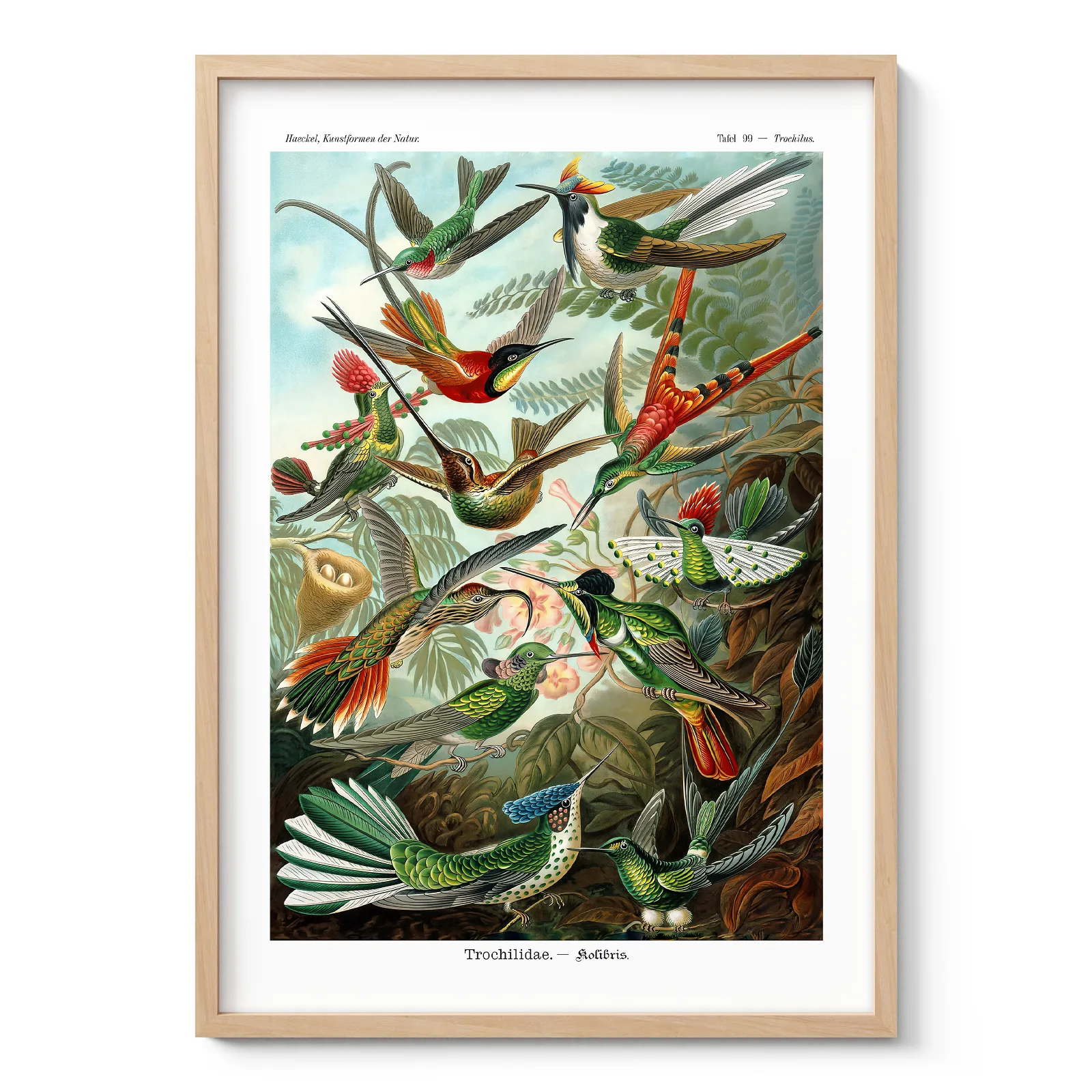 Vintage Birds Wall Art by Ernst Haeckel Vintage Birds Wall Art by Ernst Haeckel