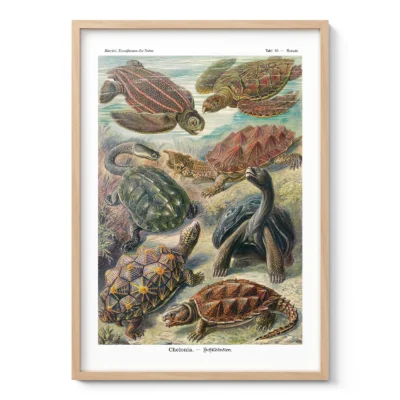 Meeresschildkröten (Chelonia) – Ernst Haeckel Wandbild
