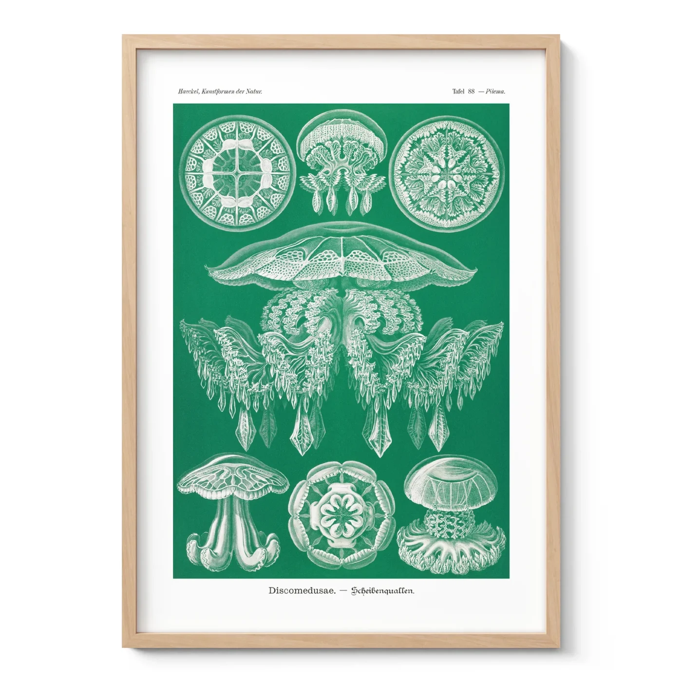 Discomedusae Green Jellyfish by Ernst Haeckel