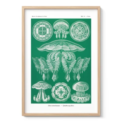 Grüne Quallen – Ernst Haeckel Wandbild