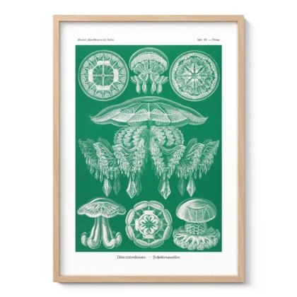 Discomedusae Green Jellyfish by Ernst Haeckel