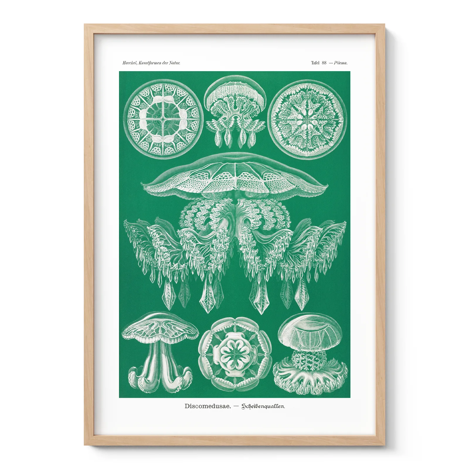 Discomedusae Green Jellyfish by Ernst Haeckel