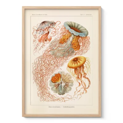 Quallen – Ernst Haeckel Wandbild