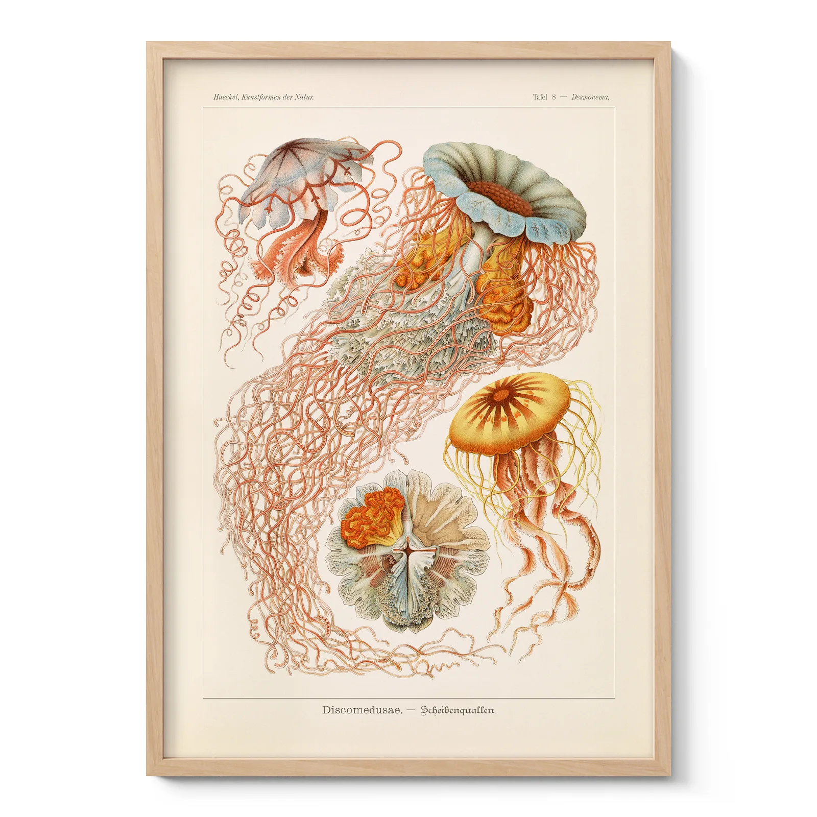 Discomedusae by Ernst Haeckel