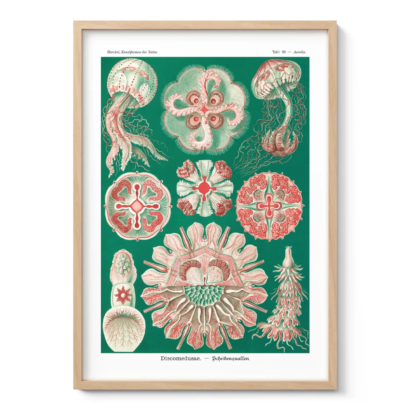 Green Discomedusae Wall Art by Ernst Haeckel