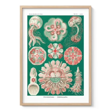Green Discomedusae Wall Art by Ernst Haeckel