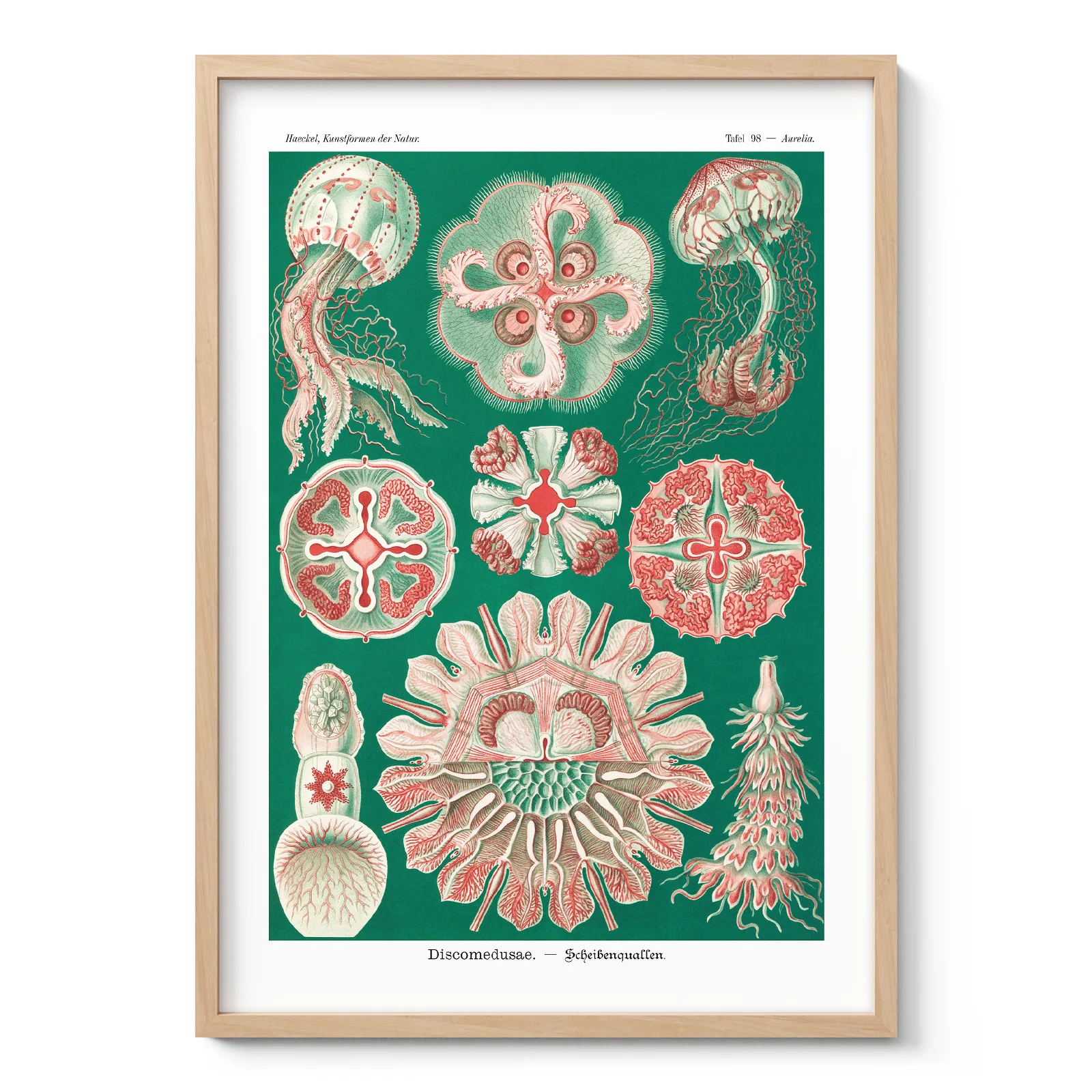 Green Discomedusae Wall Art by Ernst Haeckel