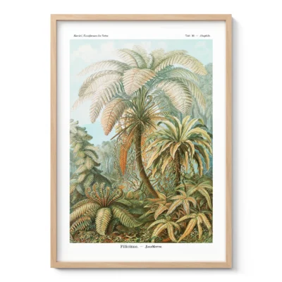 Papartis – Ernst Haeckel paveikslas