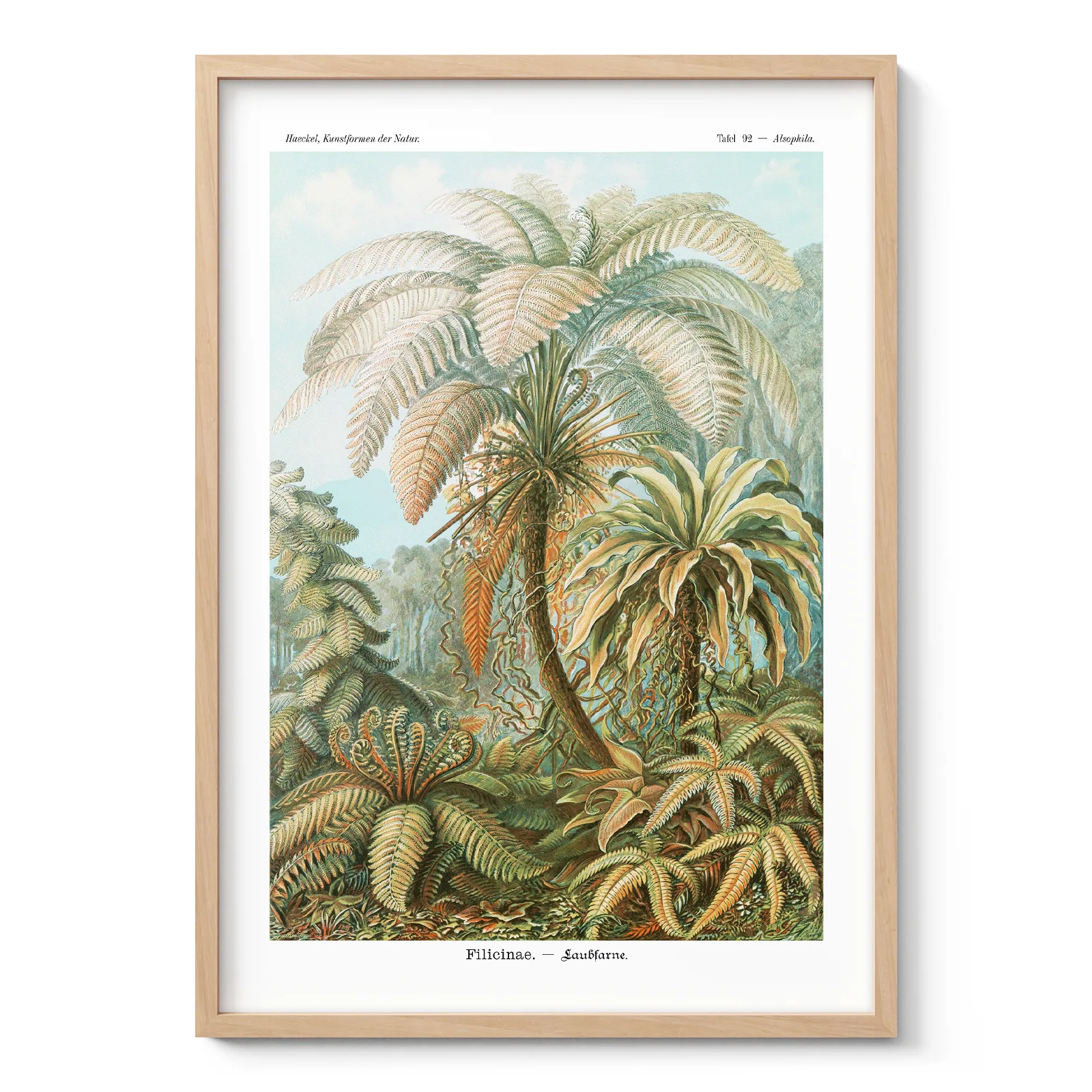 Fern Botanical Wall Art by Ernst Haeckel