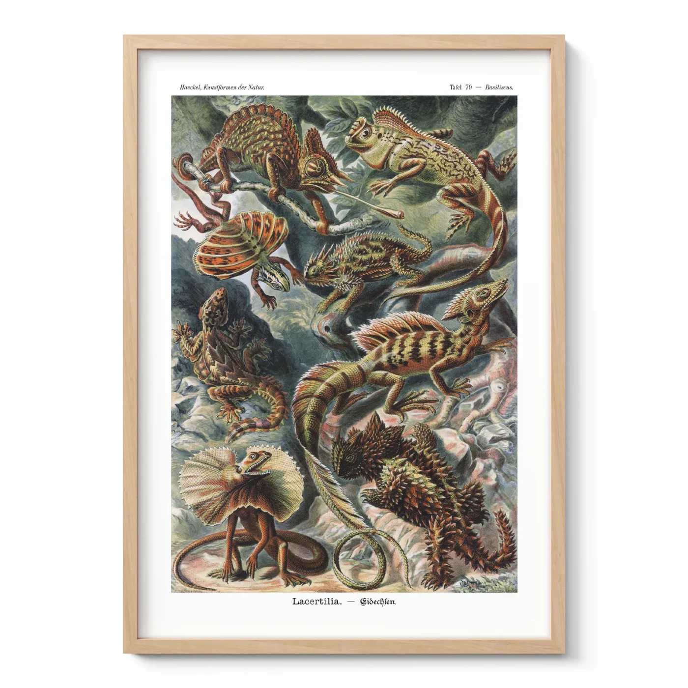 Reptiles Wall Art by Ernst Haeckel