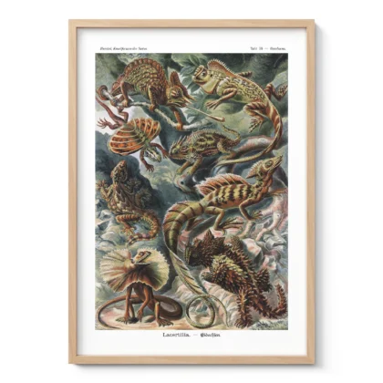 Reptiles Wall Art by Ernst Haeckel