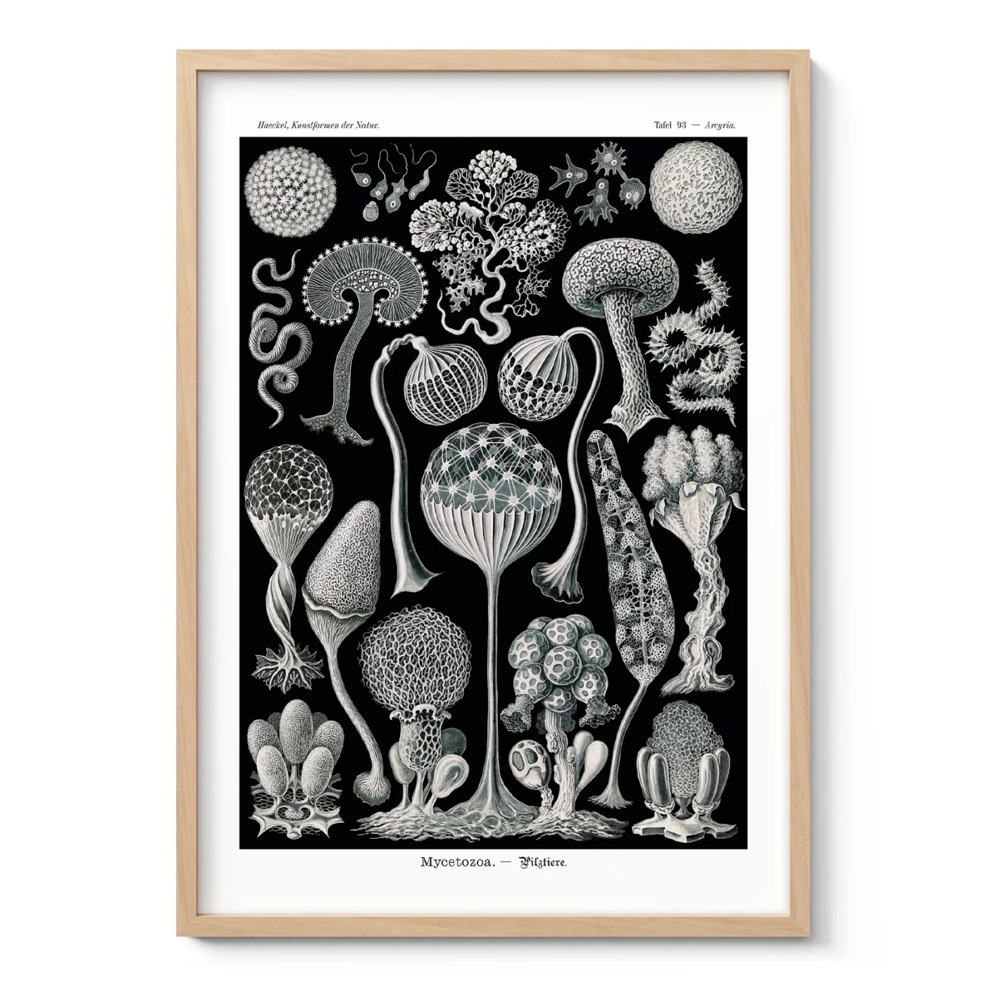 Mycetozoa Wall Art by Ernst Haeckel