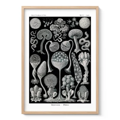 Mycetozoa Wall Art by Ernst Haeckel
