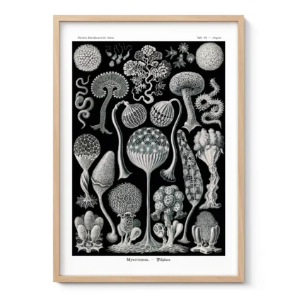 Mycetozoa Wall Art by Ernst Haeckel