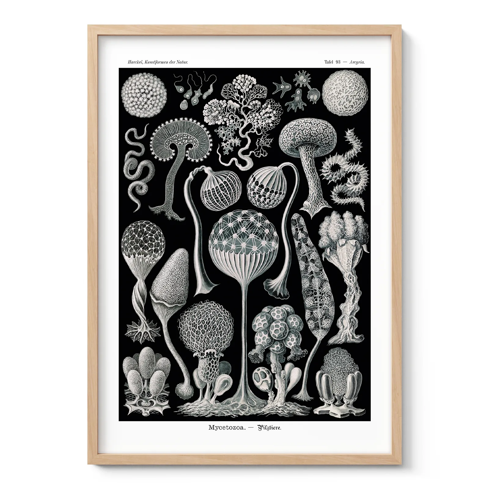 Mycetozoa Wall Art by Ernst Haeckel