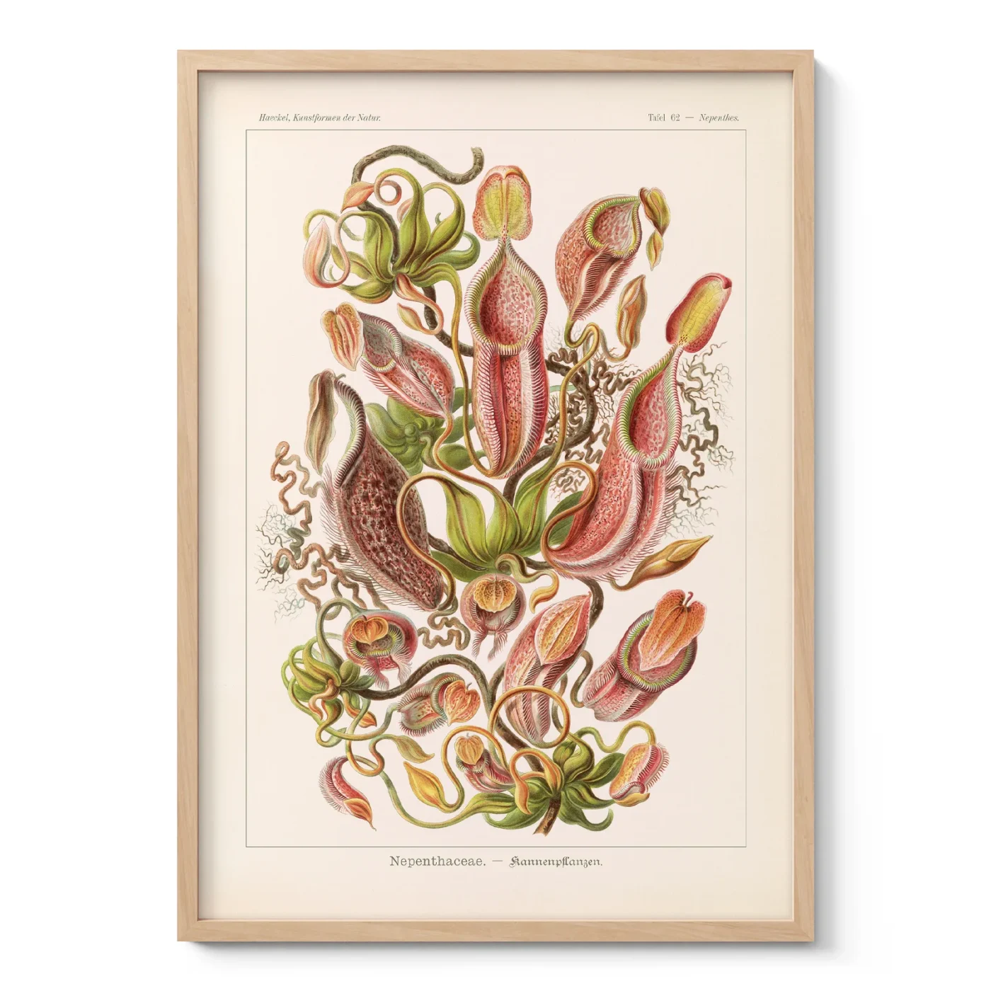 Nepenthes Wall Art by Ernst Haeckel