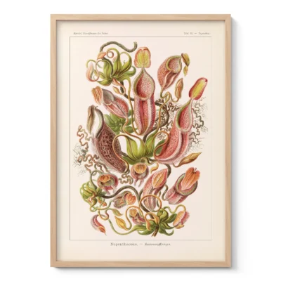 Kannenpflanzen (Nepenthes) – Ernst Haeckel Wandbild