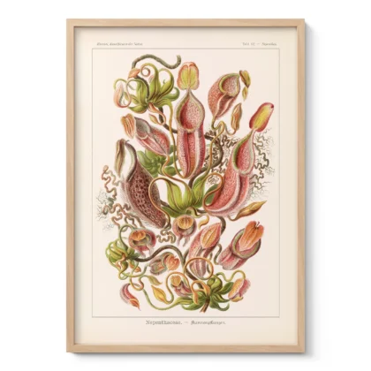 Nepenthes Wall Art by Ernst Haeckel