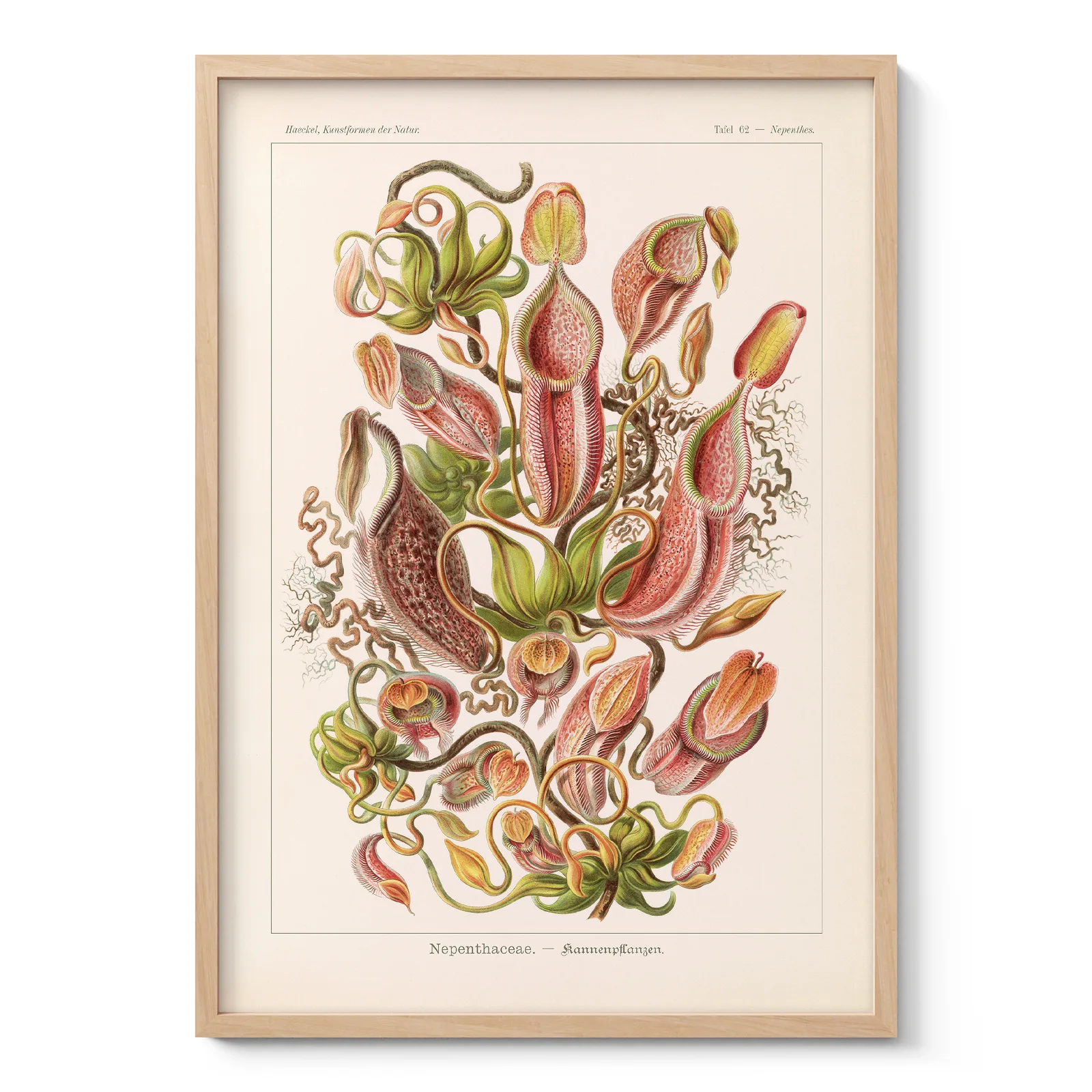 Nepenthes Wall Art by Ernst Haeckel