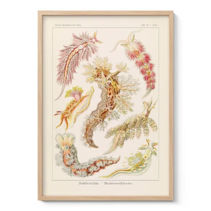 Nudibranchia Wall Art by Ernst Haeckel