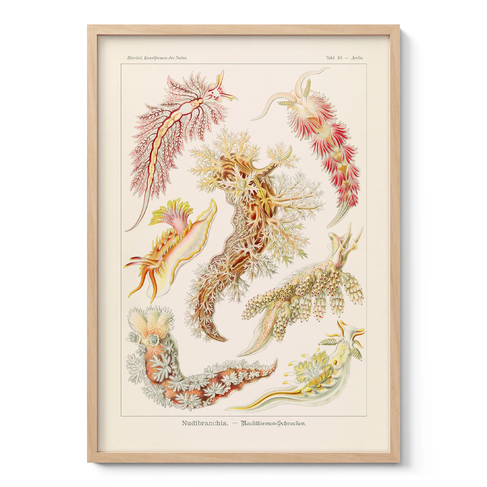 Nudibranchia Wall Art by Ernst Haeckel Nudibranchia Wall Art by Ernst Haeckel