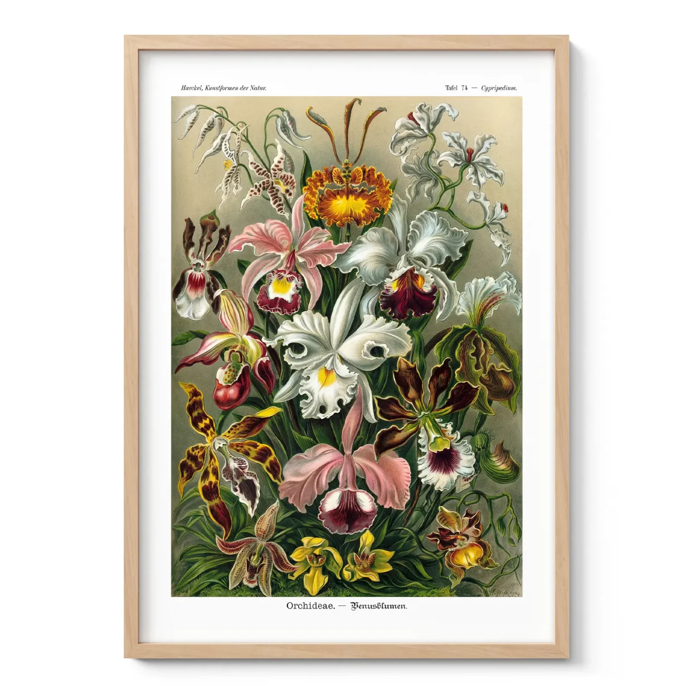 Orchideae Lilly Flowers by Ernst Haeckel