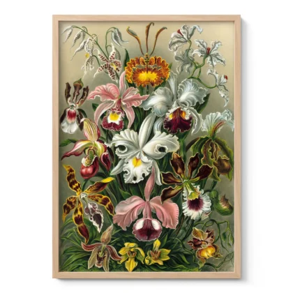 Orchideae Lilly Flowers Art Print by Ernst Haeckel