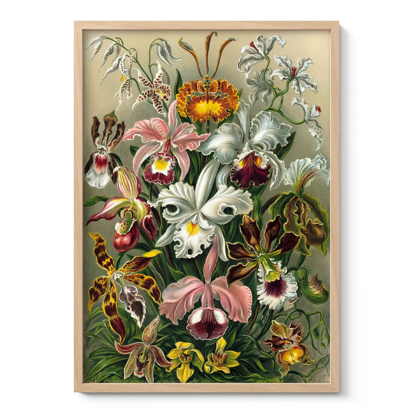 Orchideae Lilly Flowers Art Print by Ernst Haeckel