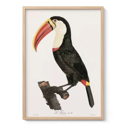 Toucan Print by Jacques Barraband